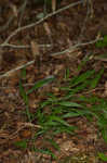 Bearded shorthusk 